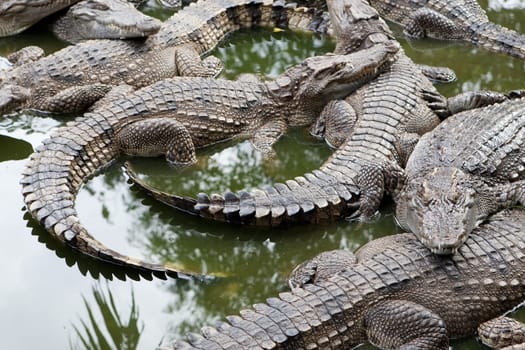 Crocodile