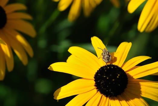 Beetle with echinacea