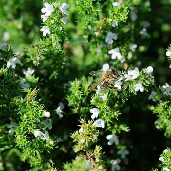 Bee on savory