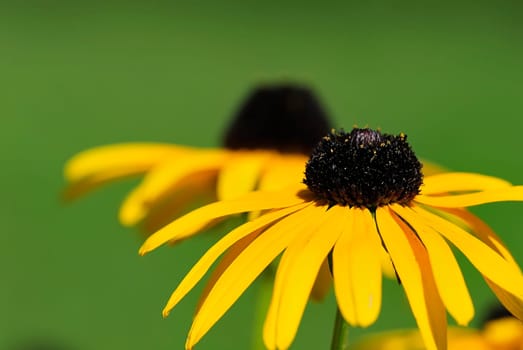 Echinacea 55