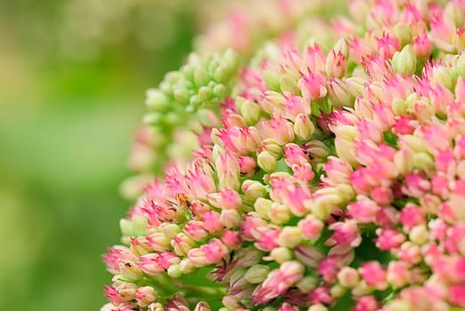 Umbel Magic 2