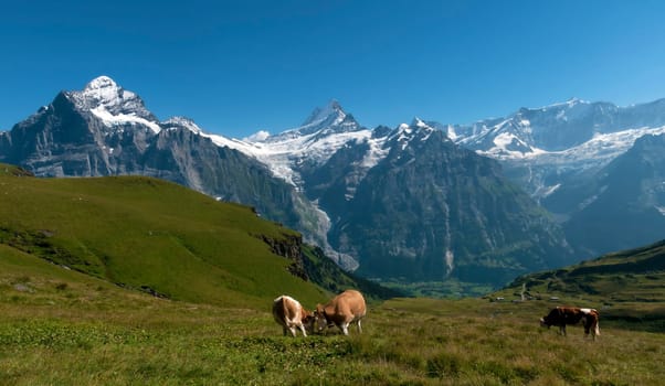 Mountain panorama Bernese Alps