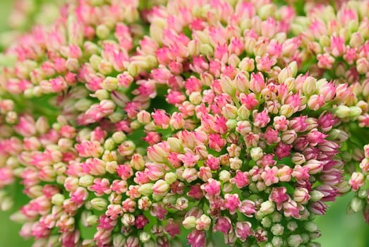 Umbel Magic 1