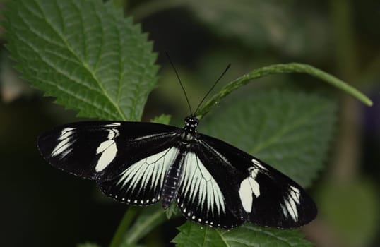 Black and white beauty