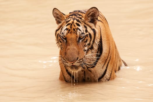 Tiger in the water