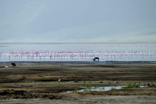 flamingos