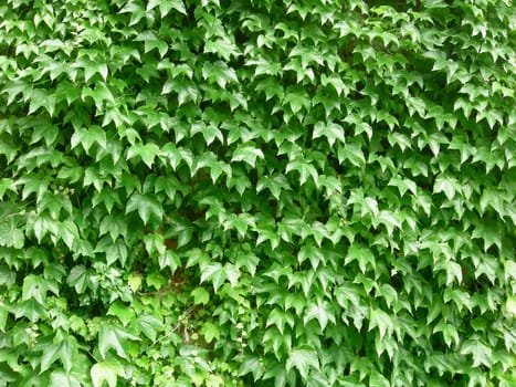 Ivy