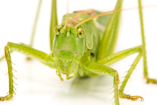 Grasshopper Face Macro