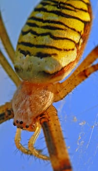 View of pedipalps,point eyes,four pairs of legs,cephalothorax and ophisthosoma