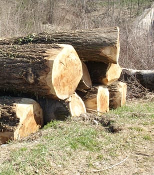 Timber