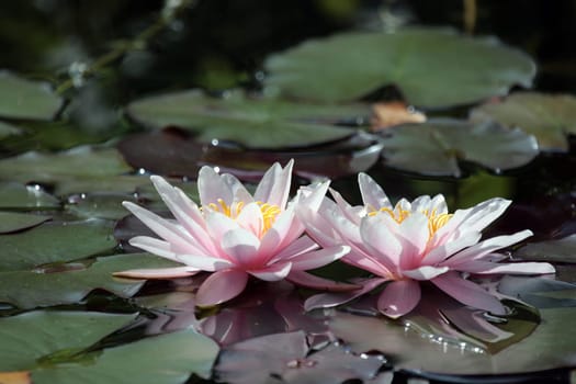 Water LiliesDuo