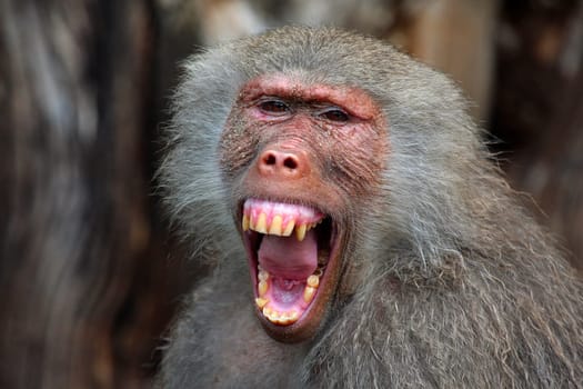 Showing teeth