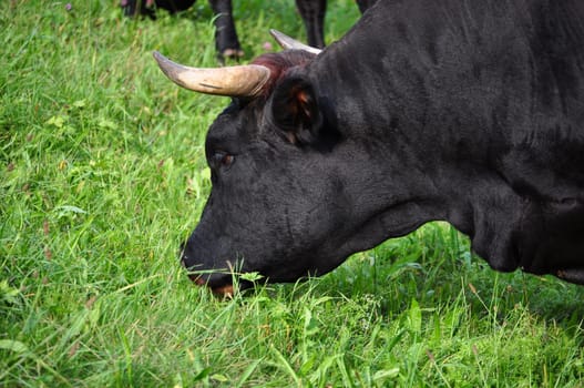 Cow