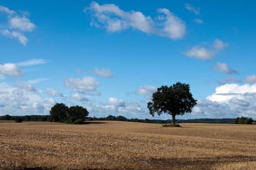 European Beech - Storm Clouds