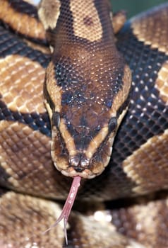 Python