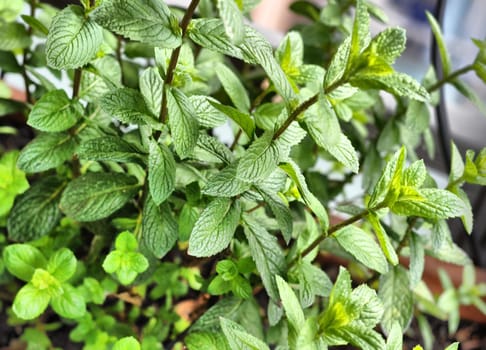 Peppermint