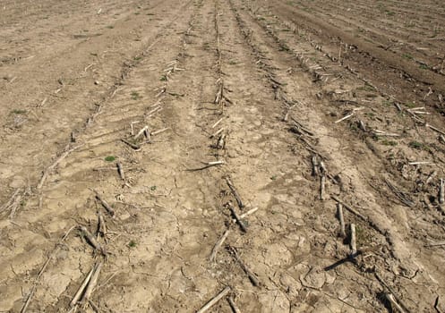 Field