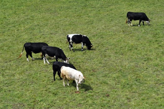 Cattle cow
