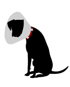 Dog with ruff