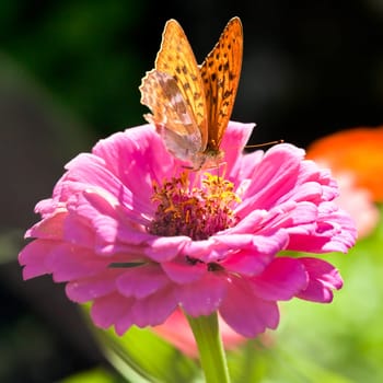 Silver Washed Fritillary Butterfly