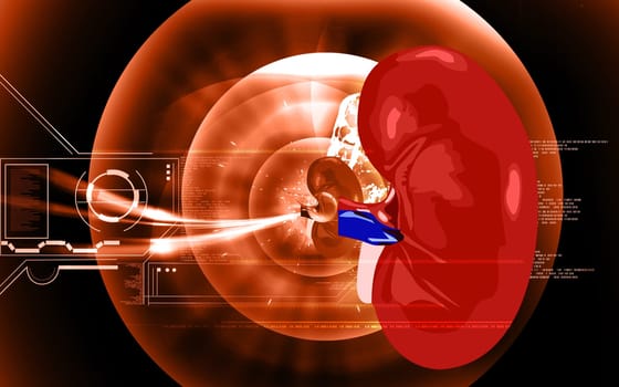 Illustration of a kidney isolated