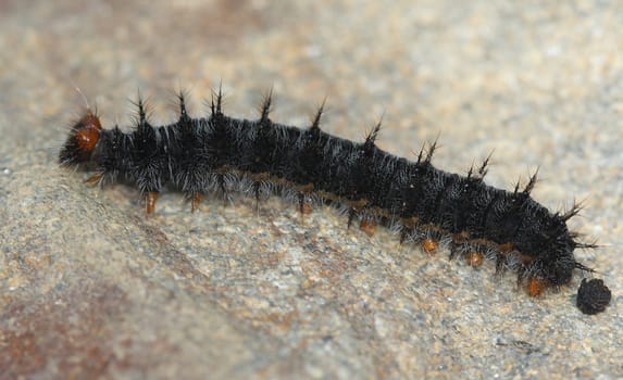 Butterfly caterpillar