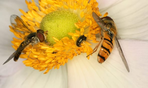 2 hoverflies and rapeseed beetles on a Japanese anemone