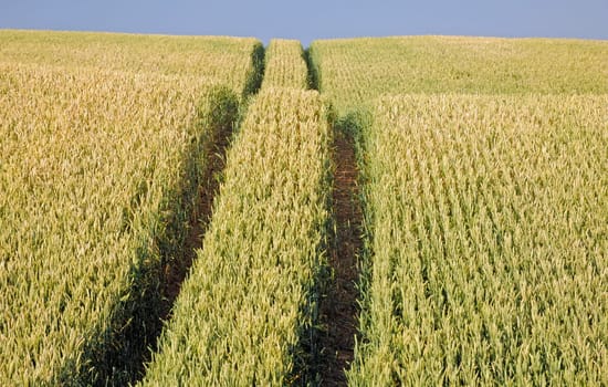 Wheatfield