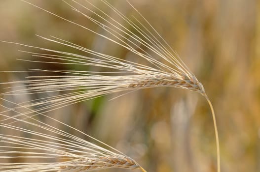 Barley