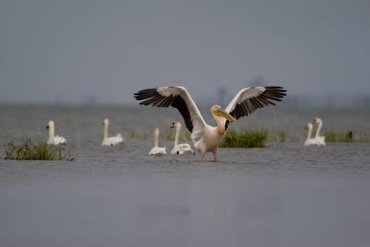 Pelicans In The Danube Delta Reserve
