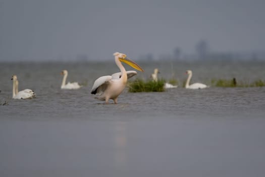 Pelicans In The Danube Delta Reserve