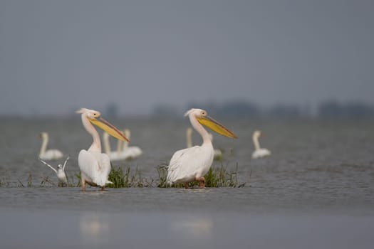 Pelicans In The Danube Delta Reserve