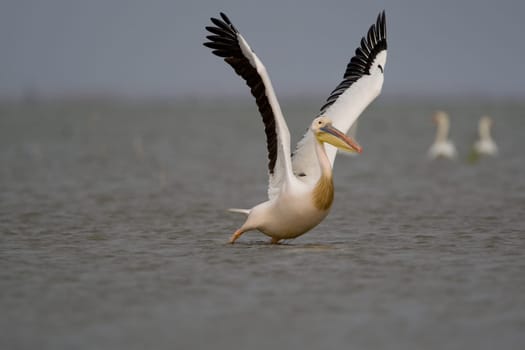 Pelicans In The Danube Delta Reserve