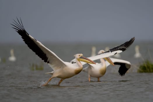 Pelicans In The Danube Delta Reserve