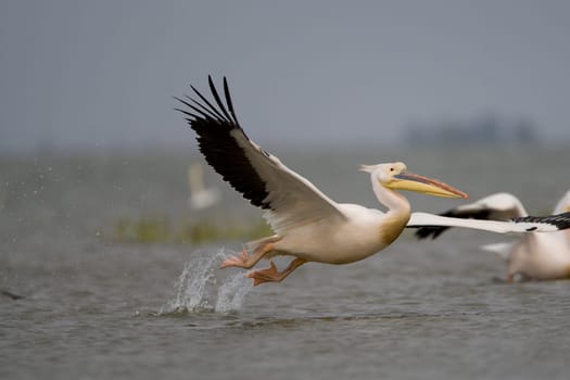 Pelicans In The Danube Delta Reserve
