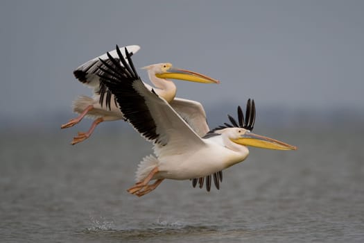 Pelicans In The Danube Delta Reserve