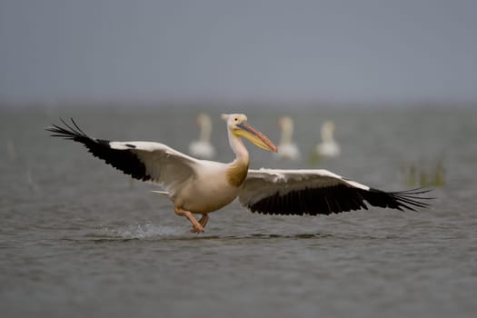 Pelicans In The Danube Delta Reserve