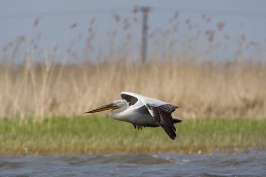 Pelicans In The Danube Delta Reserve