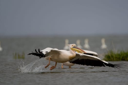 Pelicans In The Danube Delta Reserve