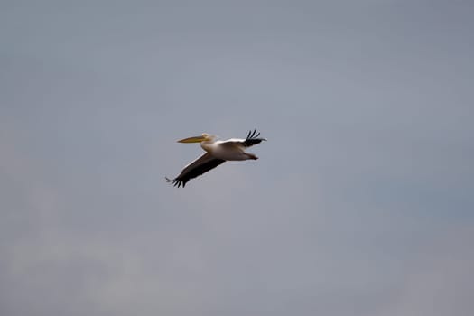 Pelicans In The Danube Delta Reserve