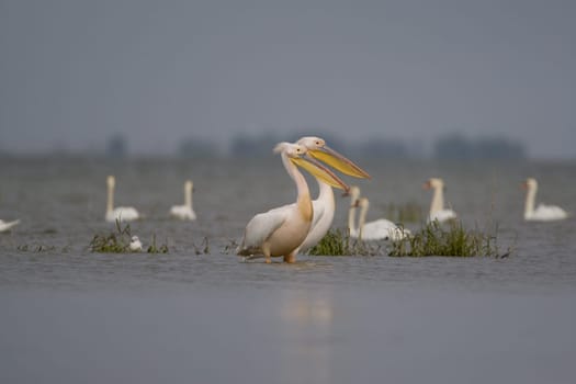 Pelicans In The Danube Delta Reserve
