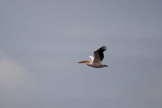 Pelicans In The Danube Delta Reserve