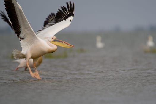 Pelicans In The Danube Delta Reserve