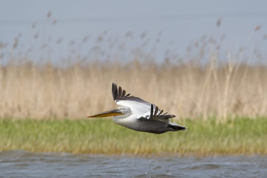 Pelicans In The Danube Delta Reserve