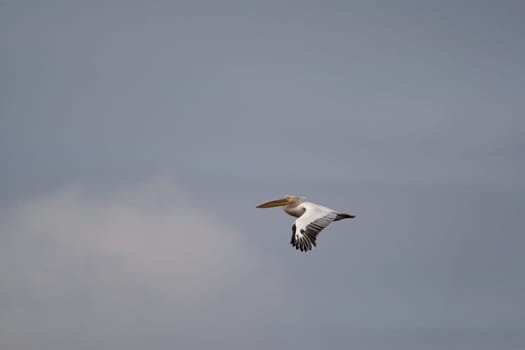 Pelicans In The Danube Delta Reserve