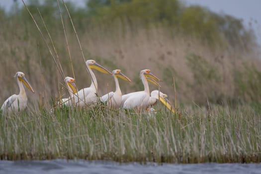 Pelicans In The Danube Delta Reserve