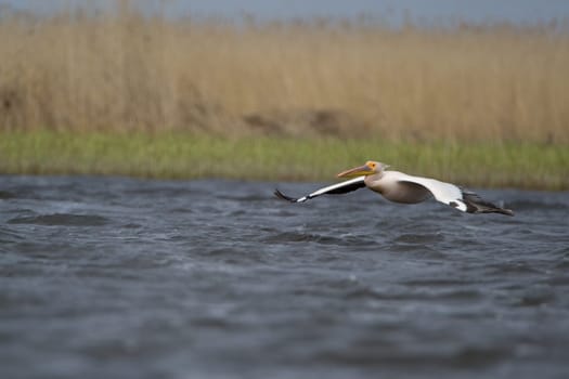 Pelicans In The Danube Delta Reserve