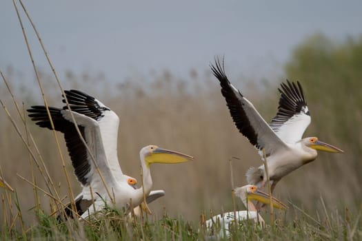 Pelicans In The Danube Delta Reserve