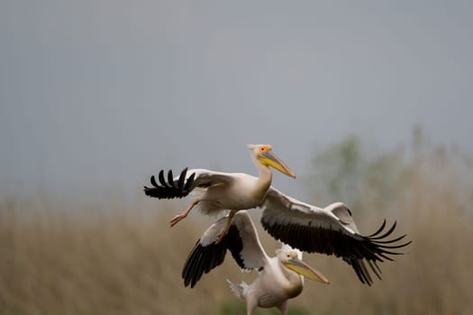 Pelicans In The Danube Delta Reserve