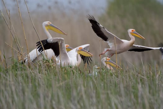 Pelicans In The Danube Delta Reserve